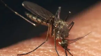 كيفية القضاء على الناموس