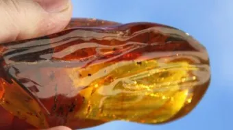 كيف يستخرج العنبر من الحوت