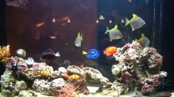 كيفية إطعام أسماك الزينة