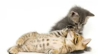 كيف أطعم القطط الصغيرة