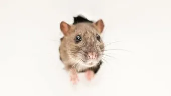 كيفية مكافحة الفئران