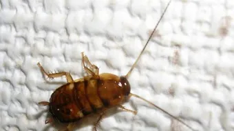 كيفية مكافحة الصراصير الصغيرة