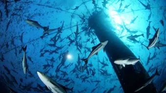 كيف تصيد السمك