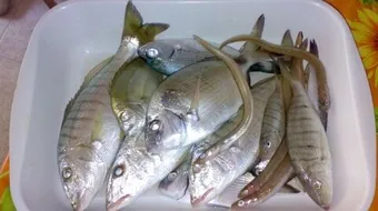 كيف تصطاد سمك