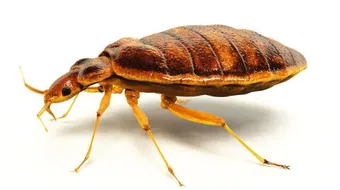 كيفية طرد حشرة البق