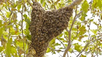 كيف تتخلص من خلية النحل