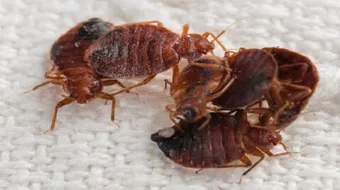 كيف تتخلص من حشرة بق الفراش