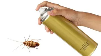 كيف تتخلص من الصراصير