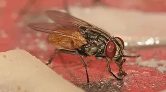 طريقة للتخلص من الذباب في المنزل