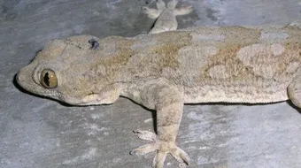 كيفية التخلص من أبو بريص