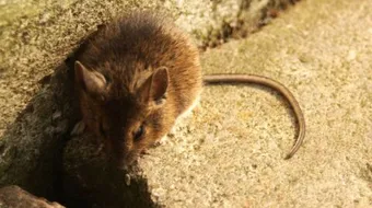 طريقة التخلص من الفئران