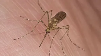 كيف تتخلص من البعوض داخل المنزل