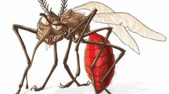 كيف تتخلص من الناموس