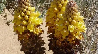 كيف تحصل نبتة الهالوك على غذائها