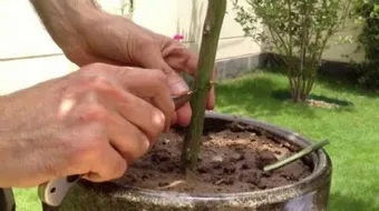 كيفية تطعيم الأشجار