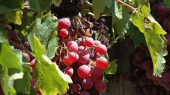 كيف تزرع شجرة العنب