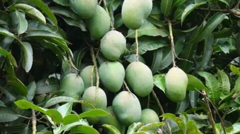 كيف تزرع شجرة المانجو