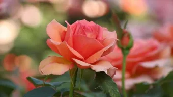 كيف أزرع الورد الجوري