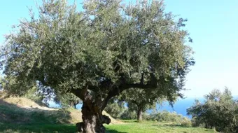 كيف تزرع شجرة الزيتون