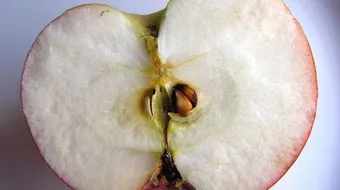 كيفية زراعة بذور التفاح