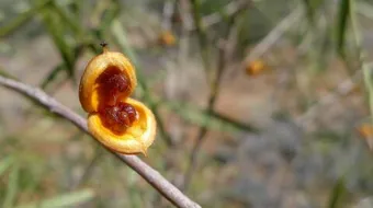 كيفية زراعة بذور المشمش