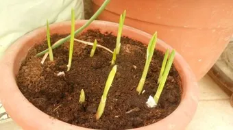 كيف أزرع في البيت