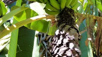 كيف يزرع الموز