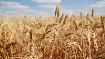 كيفية زراعة الشعير بدون تربة