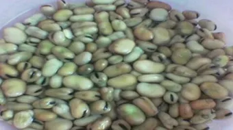 كيف أزرع الفول