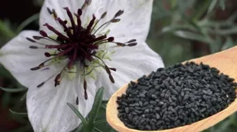 كيف تزرع الحبة السوداء