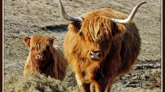 كيفية تسمين العجول