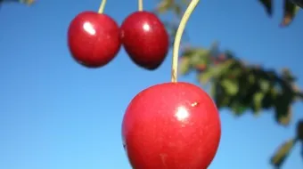 كيفية زراعة الكرز