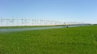 كيف يزرع البرسيم