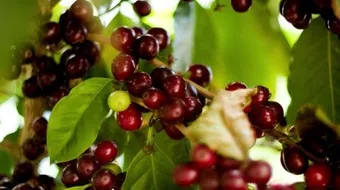 كيفية زراعة القهوة