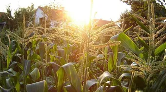 كيفية زراعة الذرة