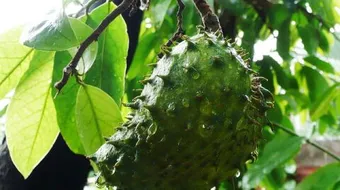 كيفية زراعة فاكهة القشطة