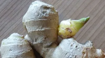 كيفية زراعة الزنجبيل