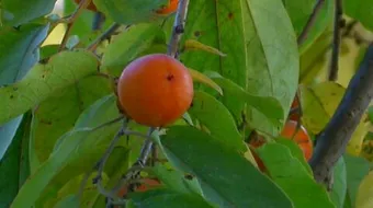 كيف تزرع الكاكا