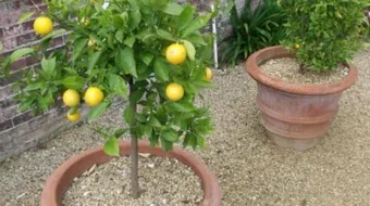 كيف يزرع الليمون في المنزل