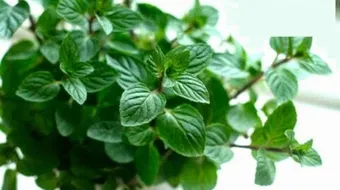 كيف يزرع نبات النعناع