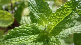 كيف تزرع النعناع