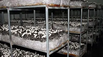 كيف تزرع عيش الغراب فى المنزل