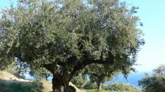 كيف يزرع الزيتون