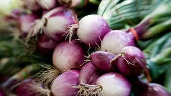 كيف يزرع البصل