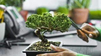 كيف تزرع نباتات الزينة