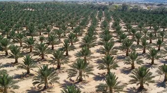 كيف تزرع النخل