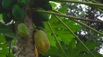 كيفية زراعة فاكهة البابايا