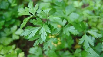 كيف تزرع البقدونس في المنزل