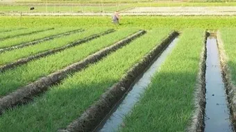 كيف يزرع الأرز