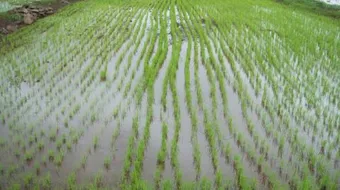 كيفية زراعة الأرز